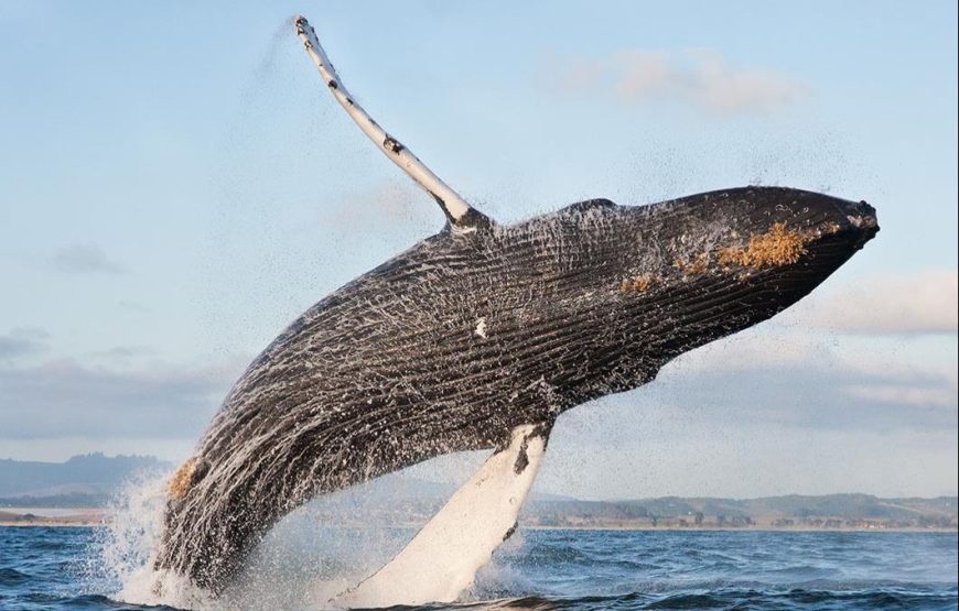 Samana Whales.