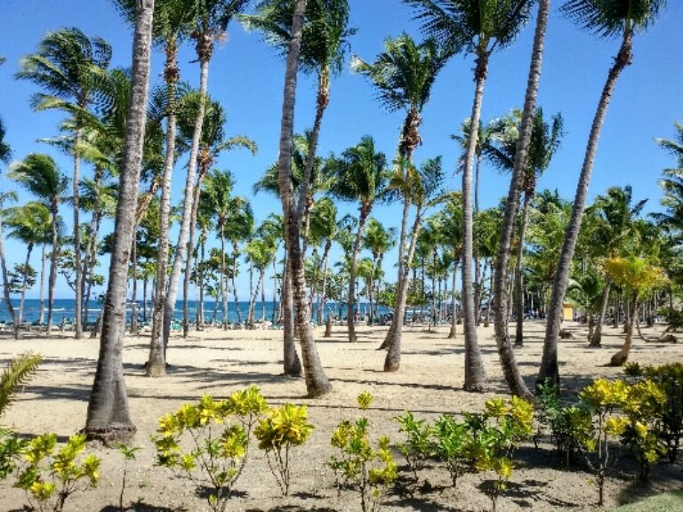 Dominican Republic palm trees