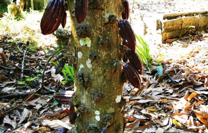 Cocoa, market, cigars and coffee - Dominican Expedition.