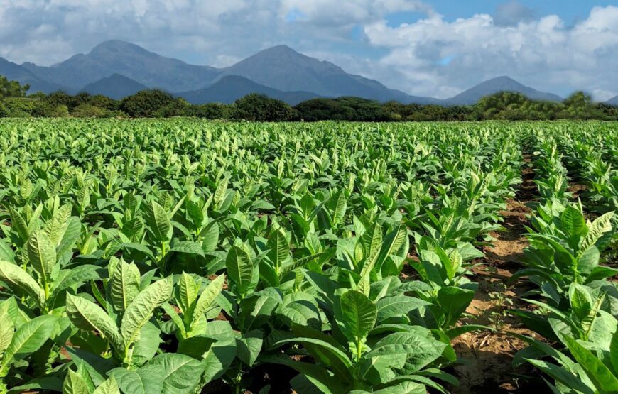 Cocoa, market, cigars and coffee - Dominican Expedition.