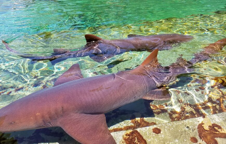 Ocean World Puerto Plata.