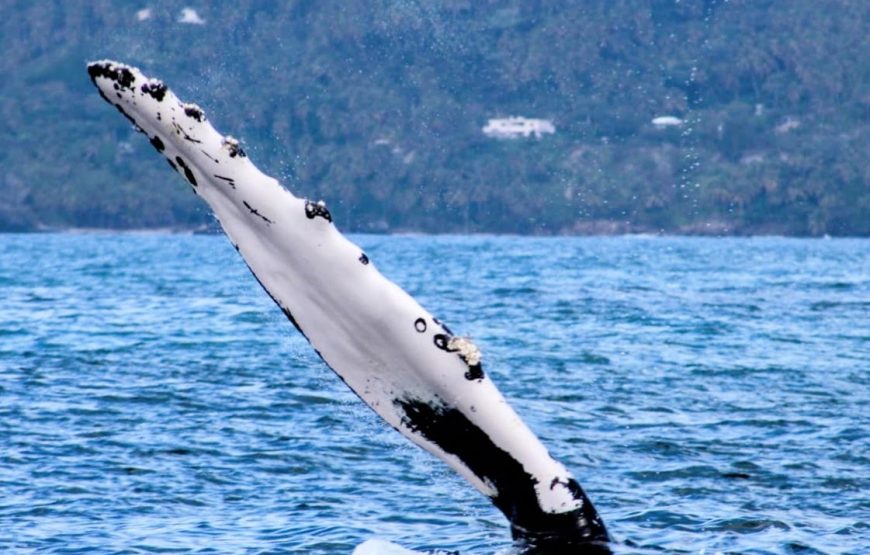 Samana Whales.