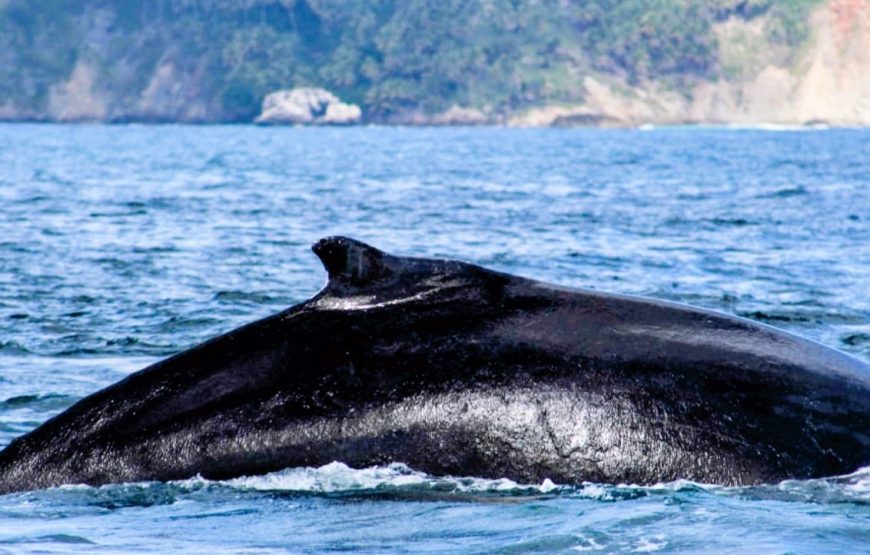 Samana Whales.